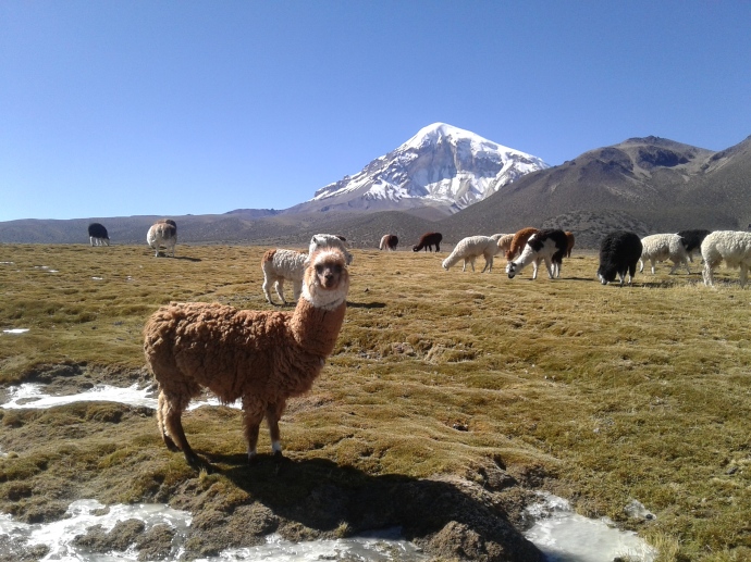 Lamas à Sajama en Bolivie